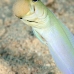 jawfish_yellowhead_dw_wc_v_0095_tci1920.jpg